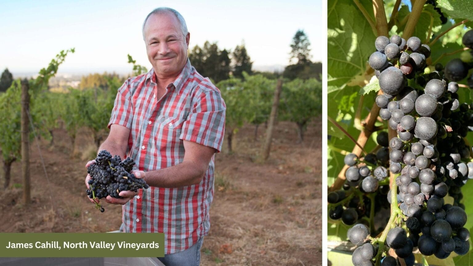 Oregon’s Willamette Valley Winemakers Celebrate a Spectacular 2024 Harvest: A Vintage to Collect